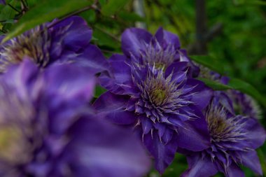 Bulanık arkaplanı olan mor bir çiçeğin dikey görüntüsü.