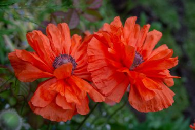 Bahçede kırmızı gelincikler