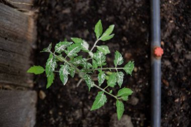 Bahçede domates, domates fideleri