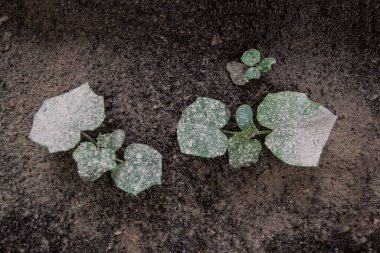 Küçük salatalık tohumları külle döllenir.