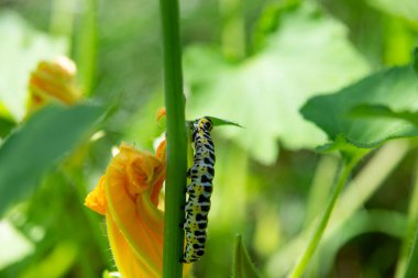 Çiçekteki tırtıl.