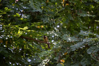 a little tit sits on a branch in the forest in summer