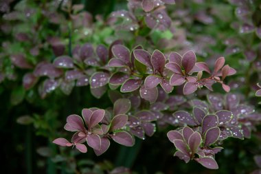 Yağmurdan sonra suyla birlikte mor çiçekler.