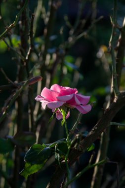 Bahçedeki güzel pembe güller