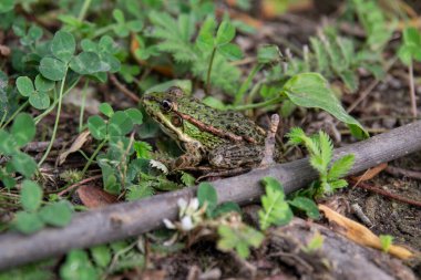 Çimlerde yeşil kurbağa