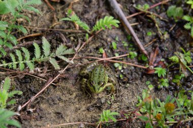 Ormanda küçük kurbağalı yeşil yosun. Yaklaş.
