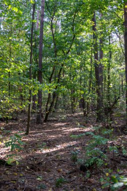 Ormandaki orman yolu