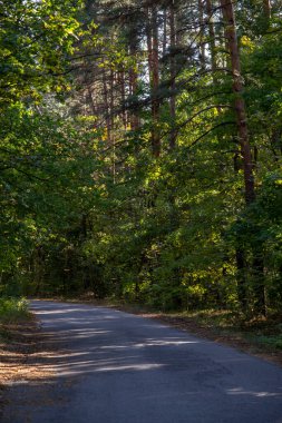Ormandaki güzel sonbahar manzarası