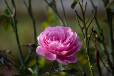 Bahçedeki güzel çiçekler