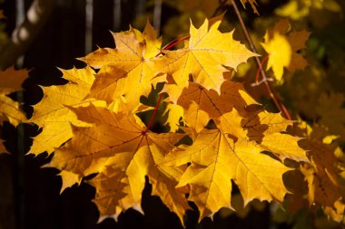 Sonbahar yaprakları, doğada bitki örtüsü