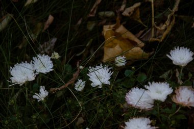 Ormanda beyaz çiçekler