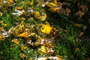 Sonbahar yaprakları yerde.