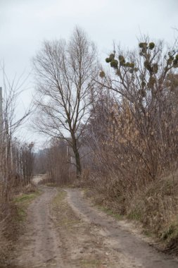 Kırsalda yol