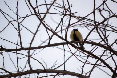 Bir kuşun yakın plan çekimi.