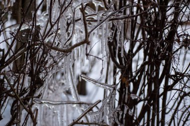 Çalıların dallarında sarkıtlar