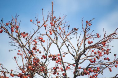 İlkbaharda yaban mersini