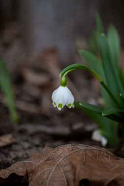 Ormanda, yerde büyüyen kardamlası çiçeği.