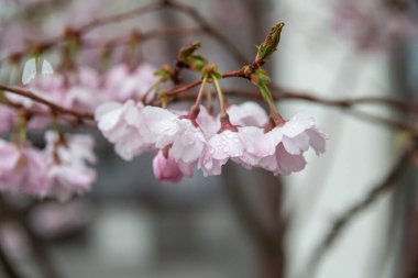 Japonya 'da kiraz çiçeği