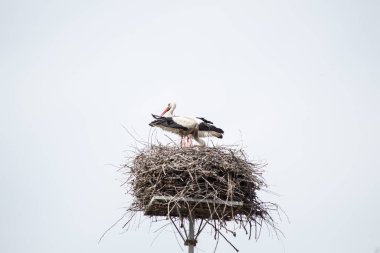 Mavi gökyüzü arkaplanındaki beyaz leylekler.