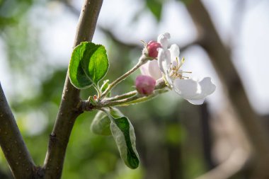 Güzel botanik fotoğrafı, doğal duvar kağıdı.