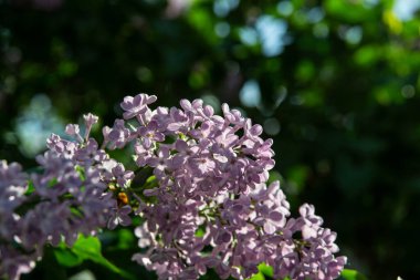 Bahçedeki leylak çiçekleri