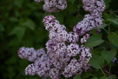 Bahçe içinde güzel çiçek leylak