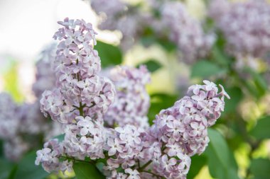 Renkli çiçeklerin arkaplan resmi, arka plan doğası