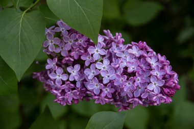 Bahçedeki güzel leylak çiçekleri