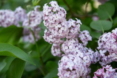 Bahçede güzel bahar çiçekleri