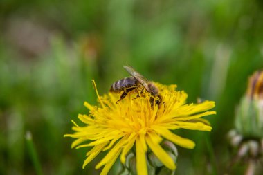 Bir arı sarı karahindiba çiçeklerinden polen toplar..