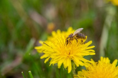 Bir arı sarı karahindiba çiçeklerinden polen toplar..