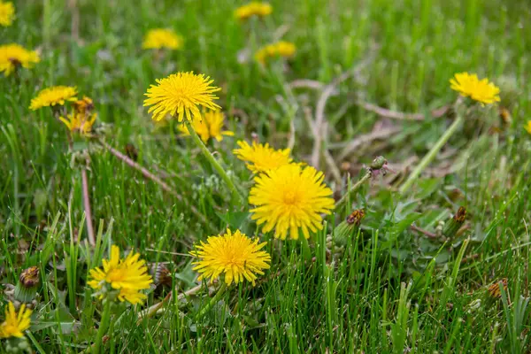 Karahindiba, Asteraceae familyasına ait uzun ömürlü bir bitki türü..