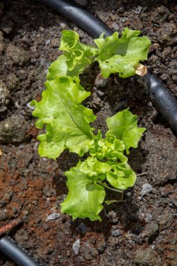 Bahçedeki yeşil bitki