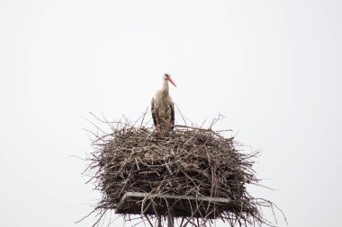 Leylek yuvasında. Ciconia