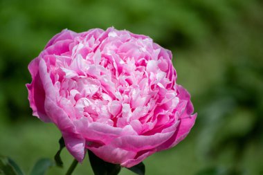 Şakayık çiçeği, güzel çiçek bahçesi