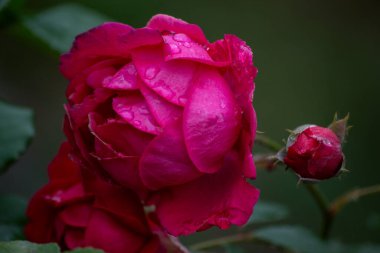 Bulanık arkaplanda su damlaları olan güzel pembe gülün yakın plan çekimi.