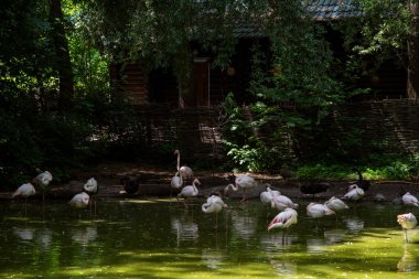 yumuşak pembe flamingolar hayvanat bahçesindeki gölde