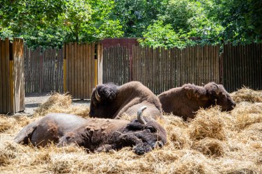 Bizonlar hayvanat bahçesinde otluyor.