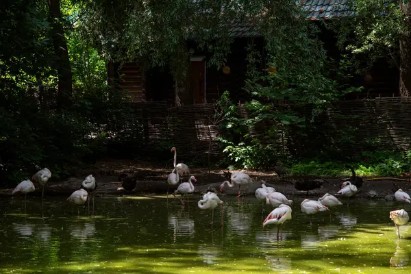 yumuşak pembe flamingolar hayvanat bahçesindeki gölde