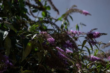 Yeşil arka planda güzel çiçekler