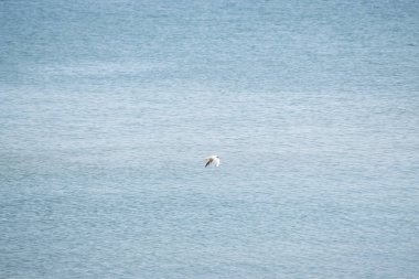 Mavi denizde uçan martılar.