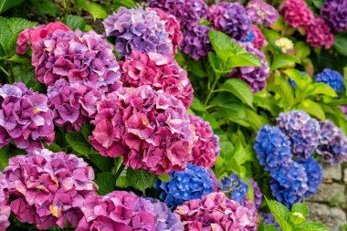 Solmuş yapraklar ve yeşil yapraklarla çevrili canlı mor ortanca çiçeğinin yakın çekimi