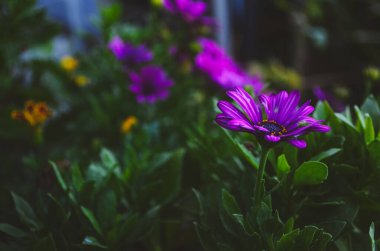 Yeşil yaprakların ve çiçeklerin bulanık arkaplanına odaklanmış tek bir mor çiçek.