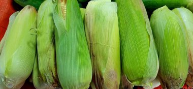 Stack of fresh corn unpeeled background for sale at traditional market clipart