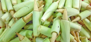 Bir yığın taze mısır ya da taze mısır ya da jagung putern arka planı.