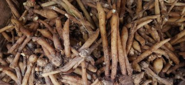 Temu kunci, parmak kökü veya baharat pişirmek için Boesenbergia rotunda bitkisi.