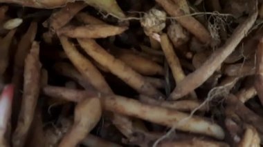 Parmak kökü veya Boesenbergia rotunda veya baharat pişirmek için Temu kunci bitkisi.