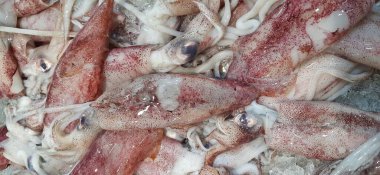 Endonezya deniz ürünleri pazarında satılmak üzere taze çiğ mürekkep balığı veya kalamar arkaplanı