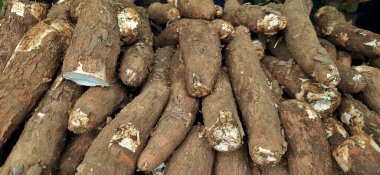 Endonezya 'daki Cassava kazık geçmişine Singkong, Ketela veya ubi kayu denir.