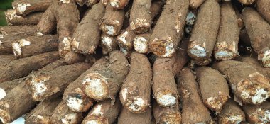 Endonezya 'daki Cassava kazık geçmişine Singkong, Ketela veya ubi kayu denir.